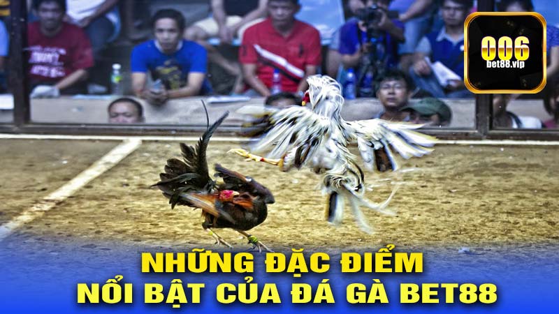 Những đặc điểm nổi bật của ĐÁ GÀ BET88