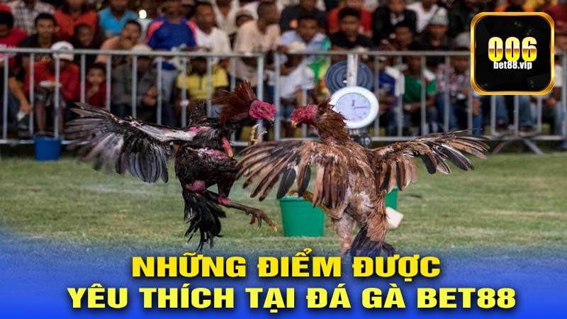 Những điểm được yêu thích tại ĐÁ GÀ BET88